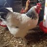 Mishlerfarm24