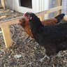 goneChickenin