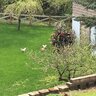 Angiesgarden