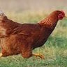 ChickenBoy19