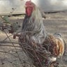 4H Poultry