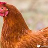 CityKidChickens