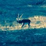 Bigcountry2231