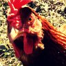 BoomChicka