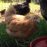 4-RChicks