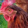 chickenlady2016