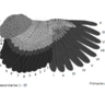 centrarchid