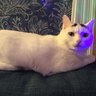 Fuzzymiss9