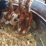 Chickenmomma42