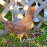 Winifred
