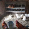 ChickenMom543