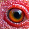 Chicken-Eye