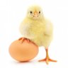 lilchicky123