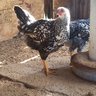 ourlilfarm2015