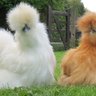 Silkie Style