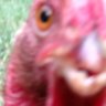 Alnjchickens