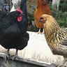 cluckophony