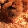 NashChickens