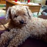 Poodlemamma3