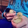 LuckyDuck190