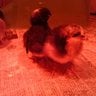 Mezzy Chicks