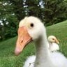 Goose Mama