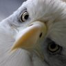 eagle15