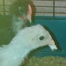 Chicken Mansion