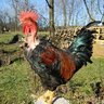 tinkertonpipes