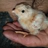 1ZombieChicken