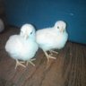 newtofeathers
