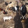 AsbillPoultry