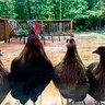 wigginsfamfarm