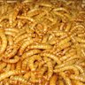 MealwormLady