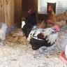 springdalechick