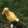 newbabyducks322