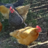 heartmychickens