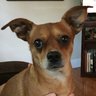 RocketDog1