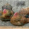 Wyandotter