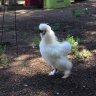 Diva Chick Mom