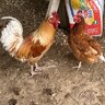 Ktbfarms