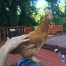 Cherrylynn