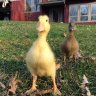 crazychicken79