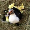 MabelTheMuscovy