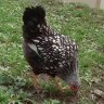 nana chicken43