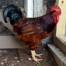 1000Clucks
