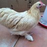 samanthachicken