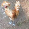 janamacdon
