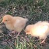 Tarcons chicks