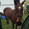 Polopony20